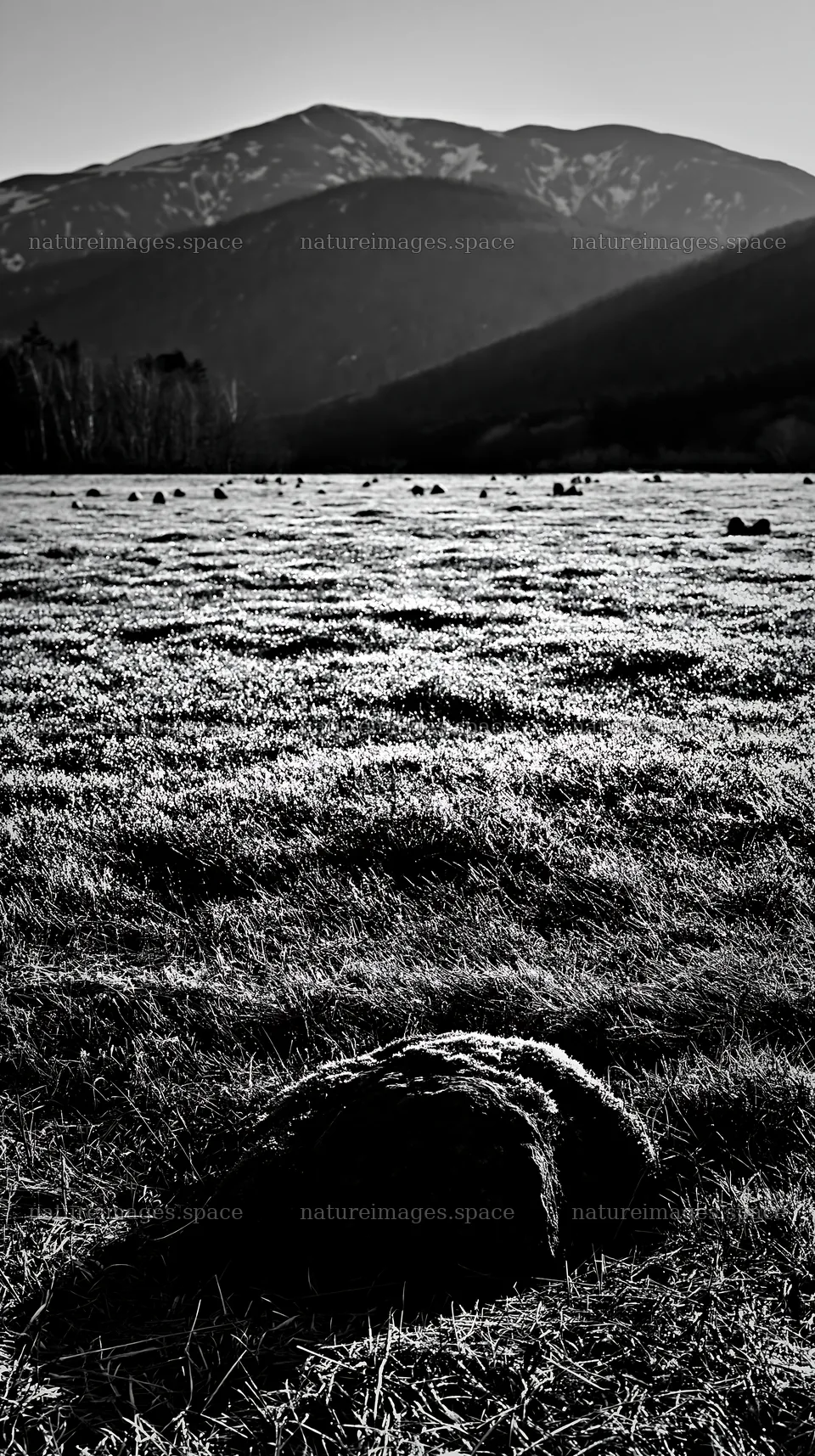 Miyagi spring recovery meadow with mossy stones in black and white – nature images 5938x10608