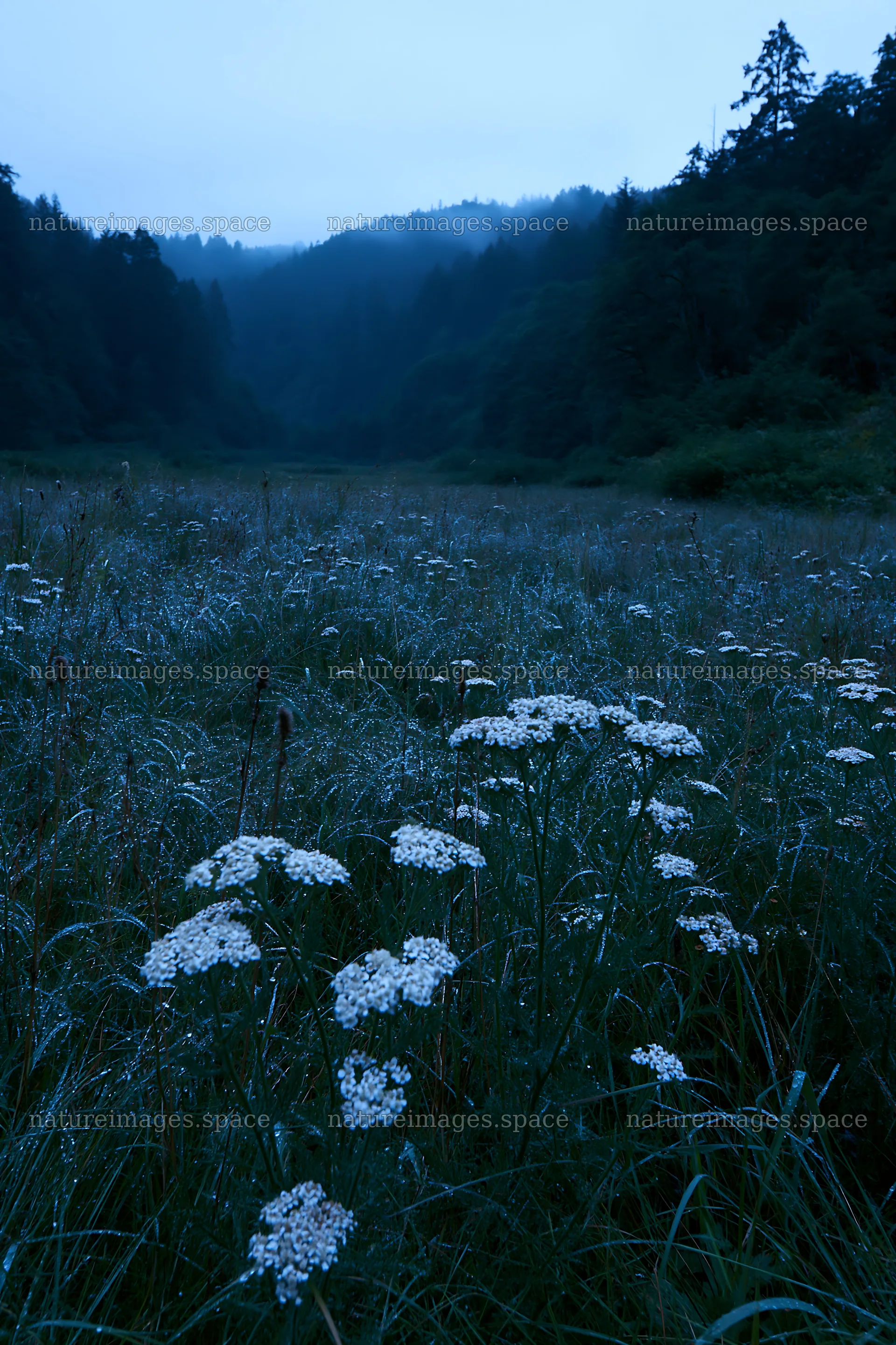 Rainy valley meadow during early morning light – nature images 6480x9722