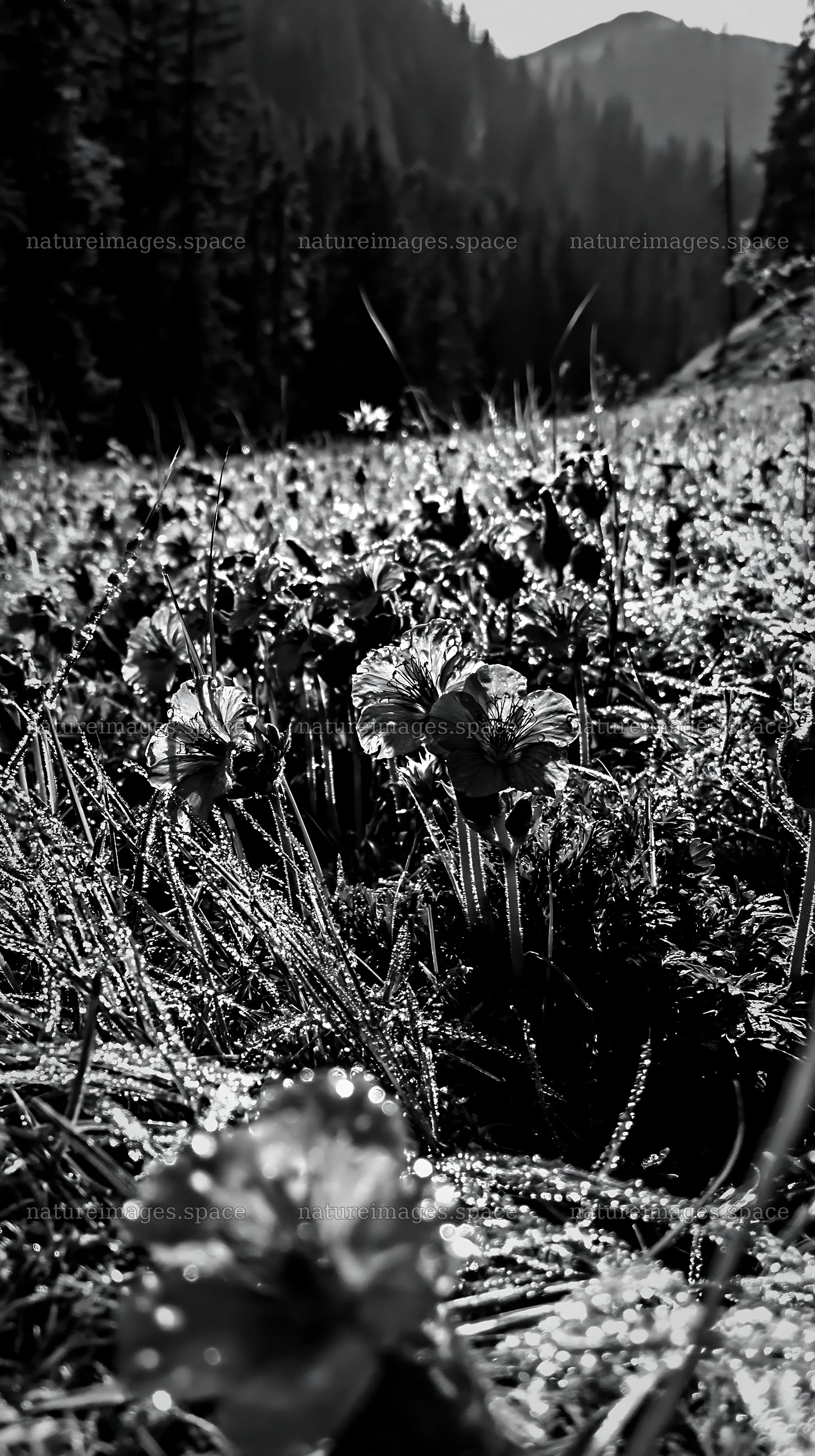 German foothill meadow with flowers in sunlight – nature images 5938x10608
