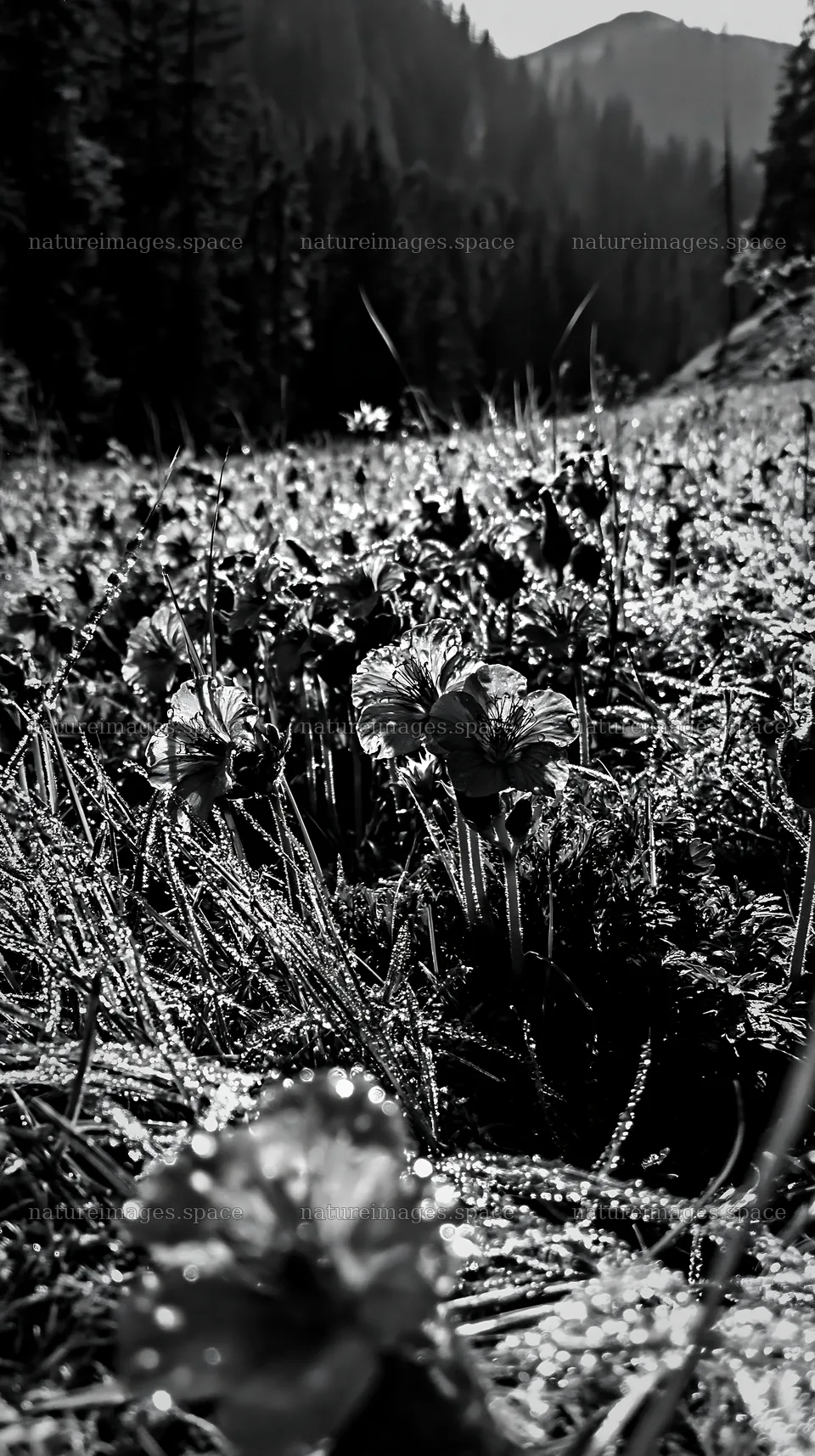 German foothill meadow with flowers in sunlight – nature images 5938x10608