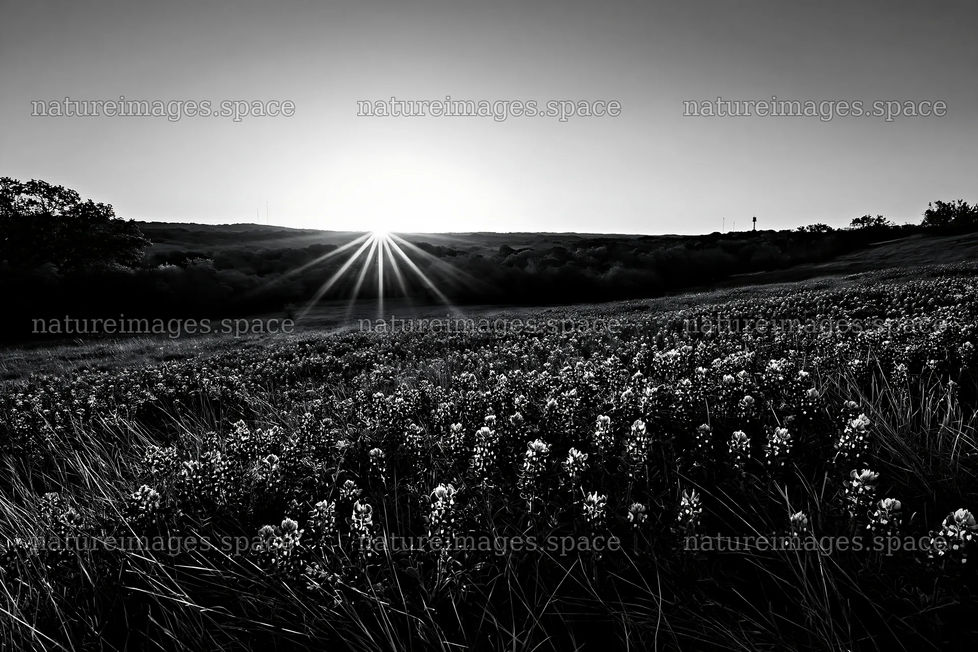 Bluebonnet meadow at sunrise with light rays – nature images 9722x6480