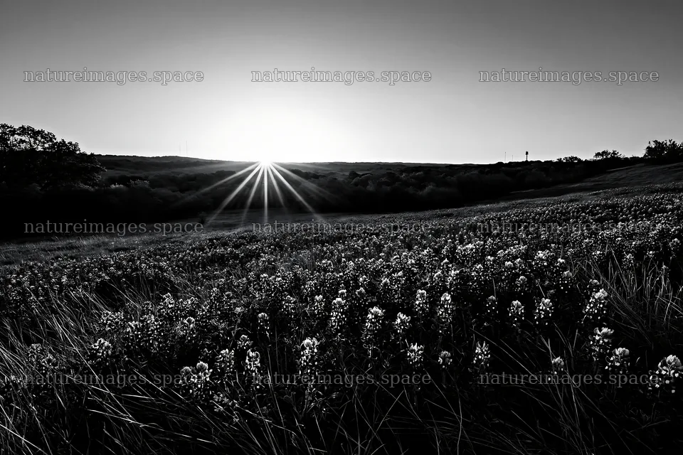 Bluebonnet meadow at sunrise with light rays – nature images 9722x6480
