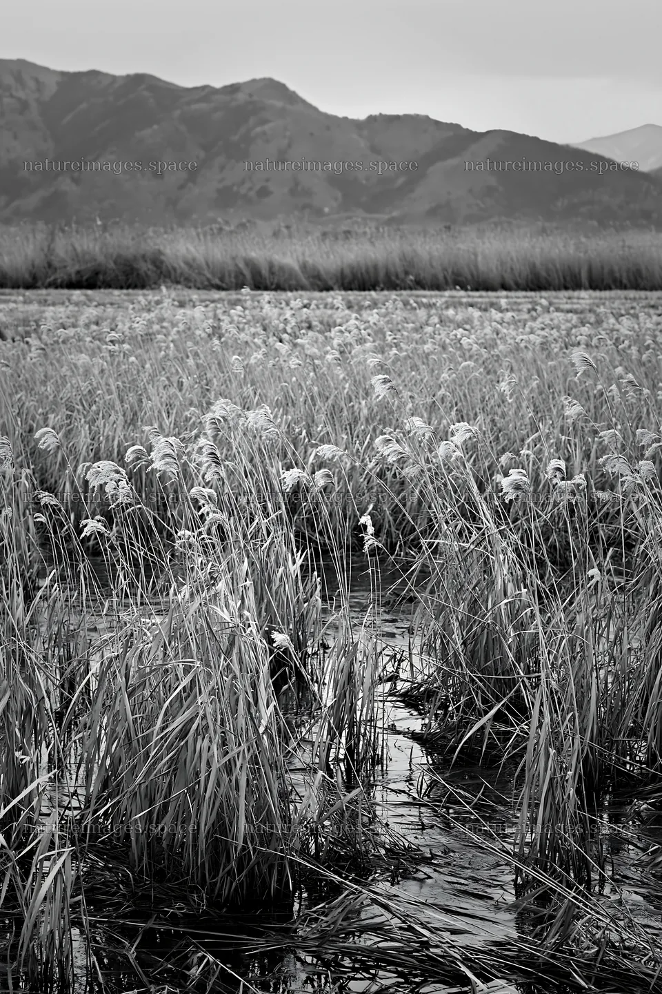 Shiga wetland meadow with reeds for climate adaptation – nature images 6480x9722