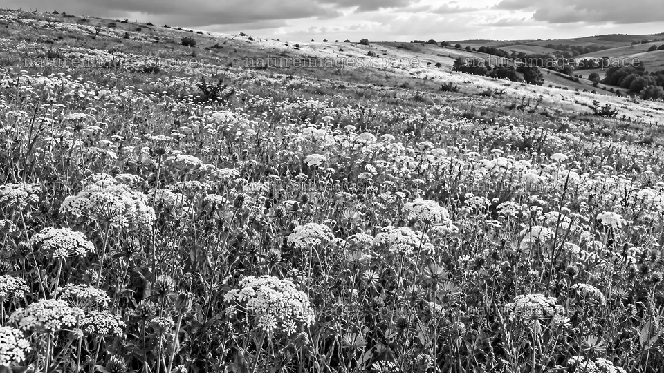 Black and White Wildflower Meadow on Rolling Hills – nature images 10324x5812