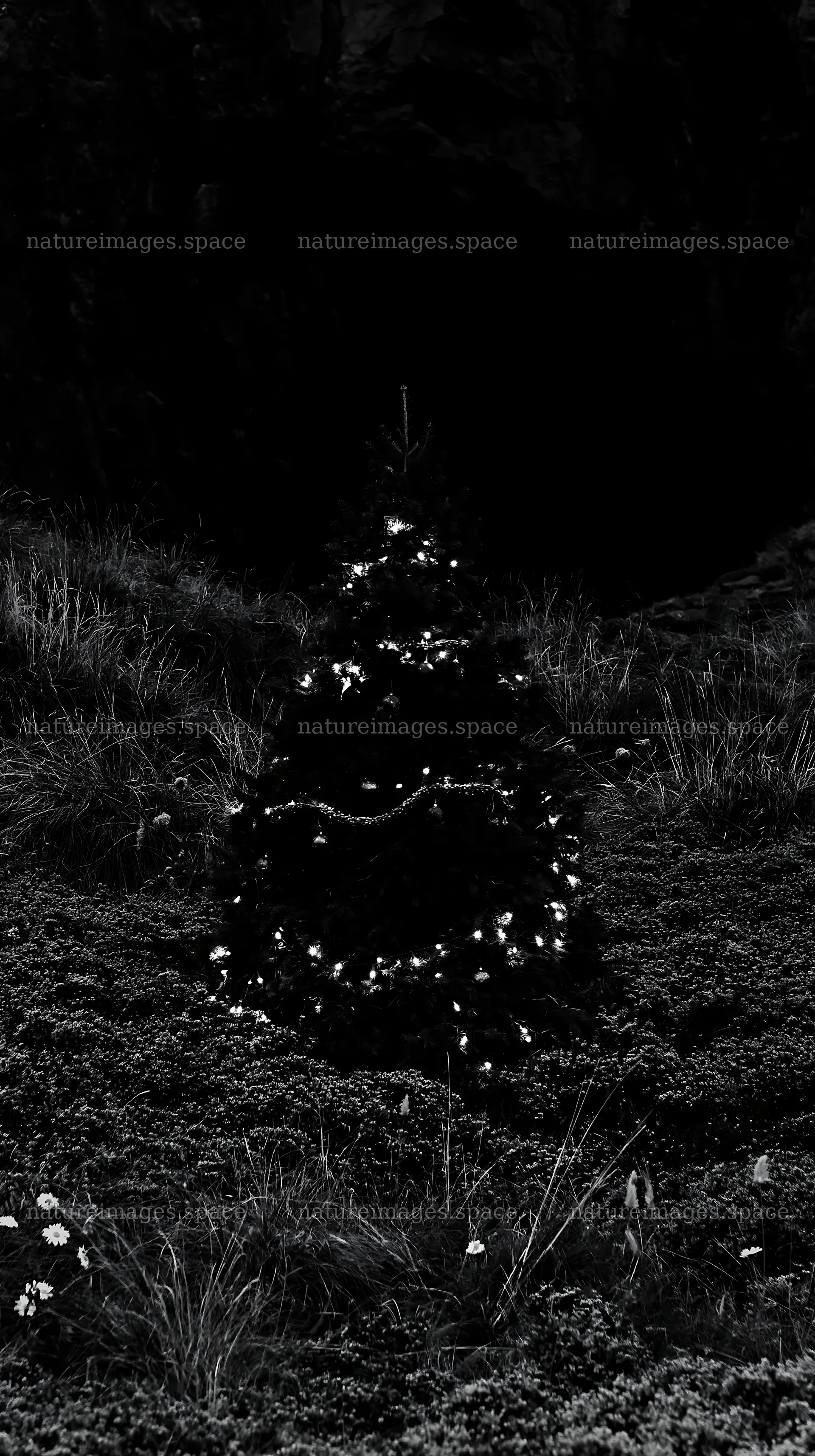 Christmas tree in meadow near cave – nature images 5938x10608