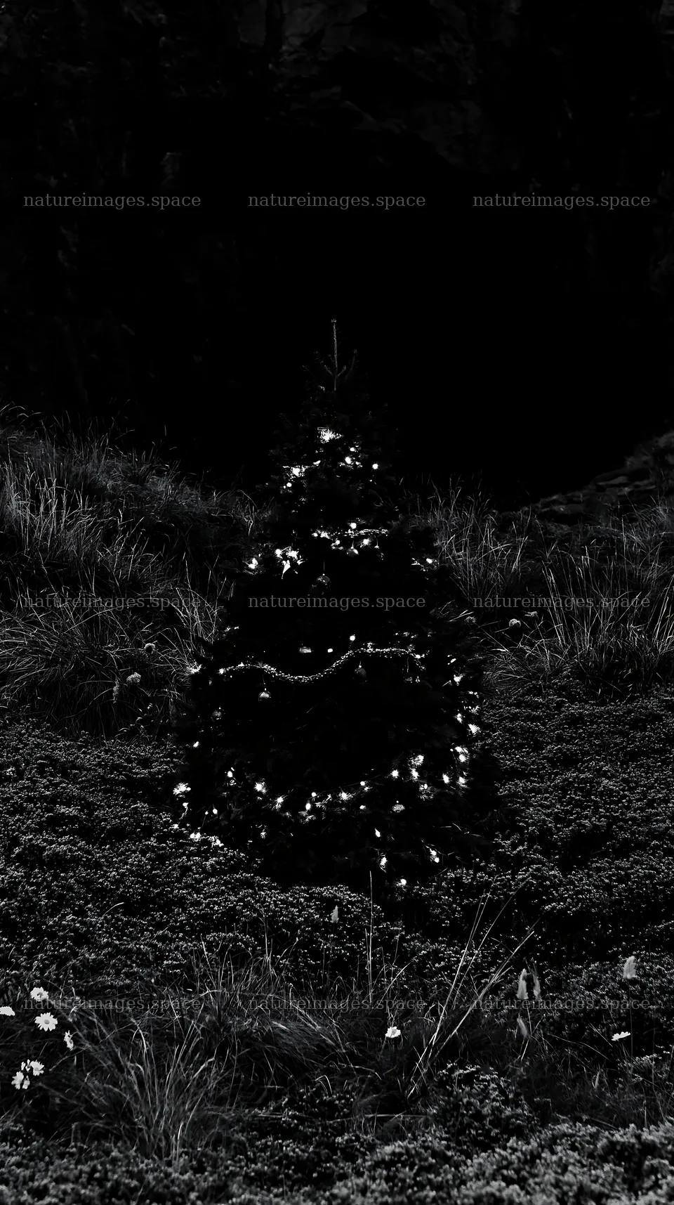 Christmas tree in meadow near cave – nature images 5938x10608