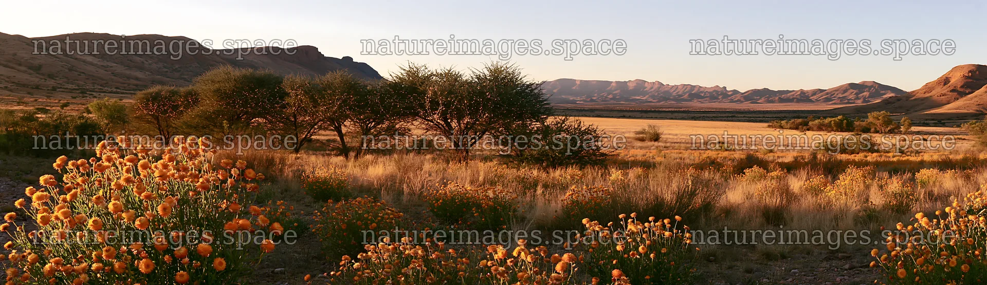 Expansive meadow with drought-resistant plants and garland – nature images 14762x4268