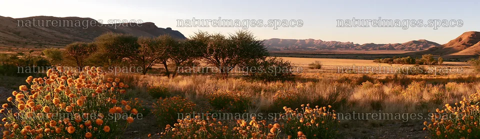 Expansive meadow with drought-resistant plants and garland – nature images 14762x4268