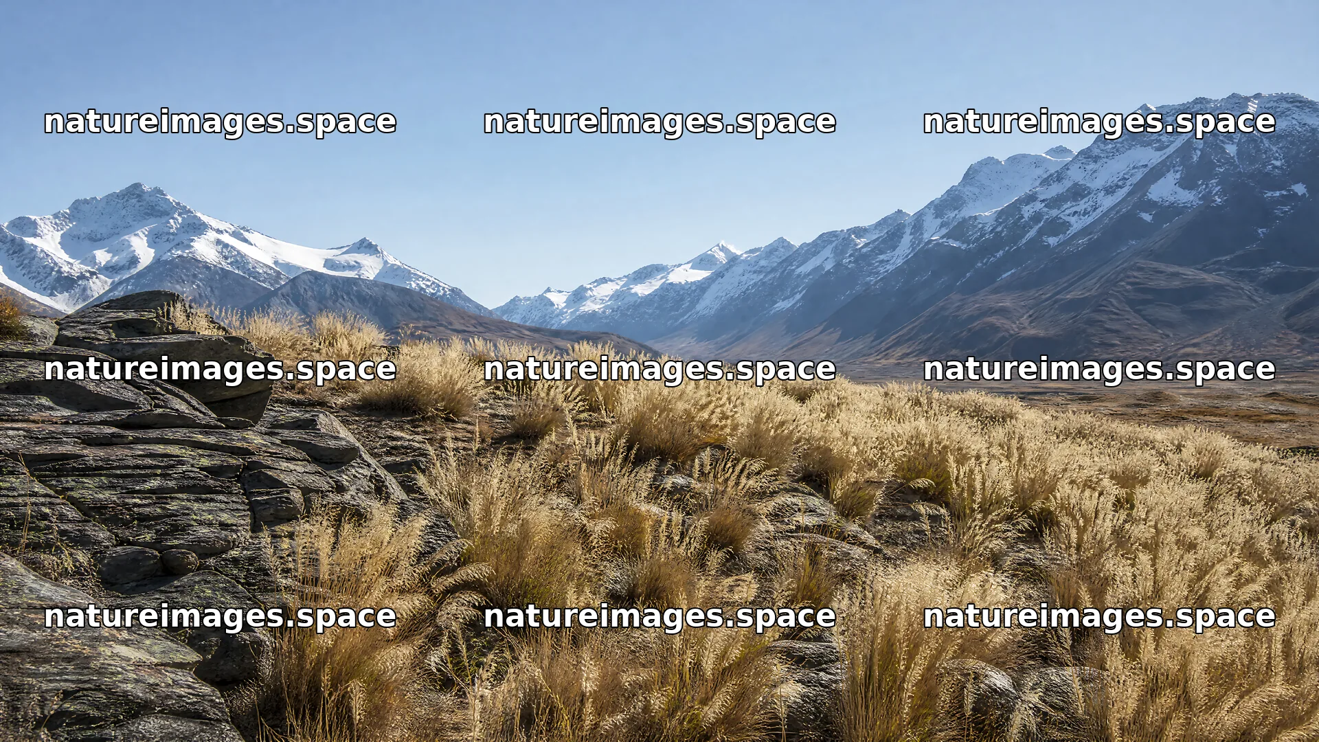 Seedhead meadow under clear sky near snowy mountains – nature images 10584x5952