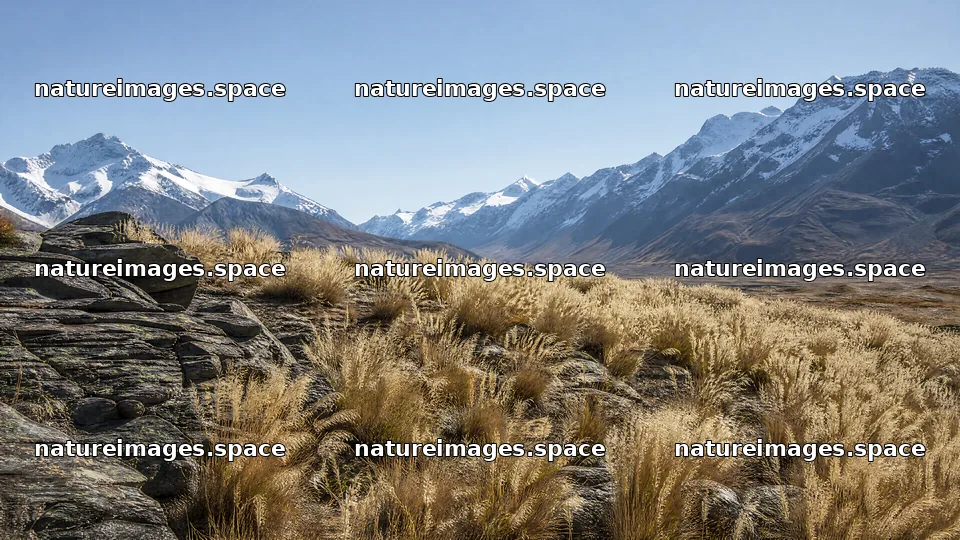 Seedhead meadow under clear sky near snowy mountains – nature images 10584x5952