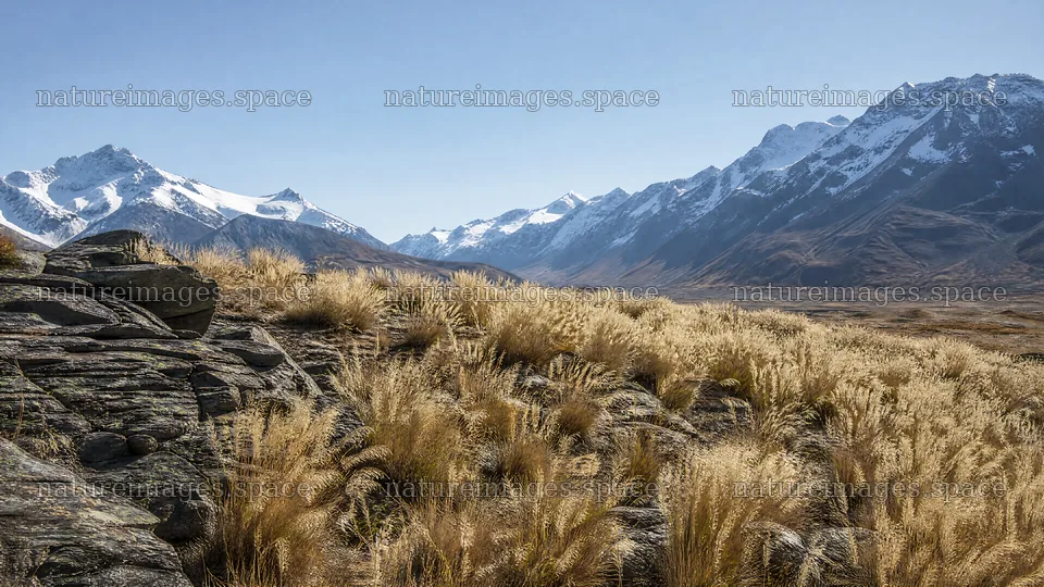 Seedhead meadow under clear sky near snowy mountains – nature images 10584x5952