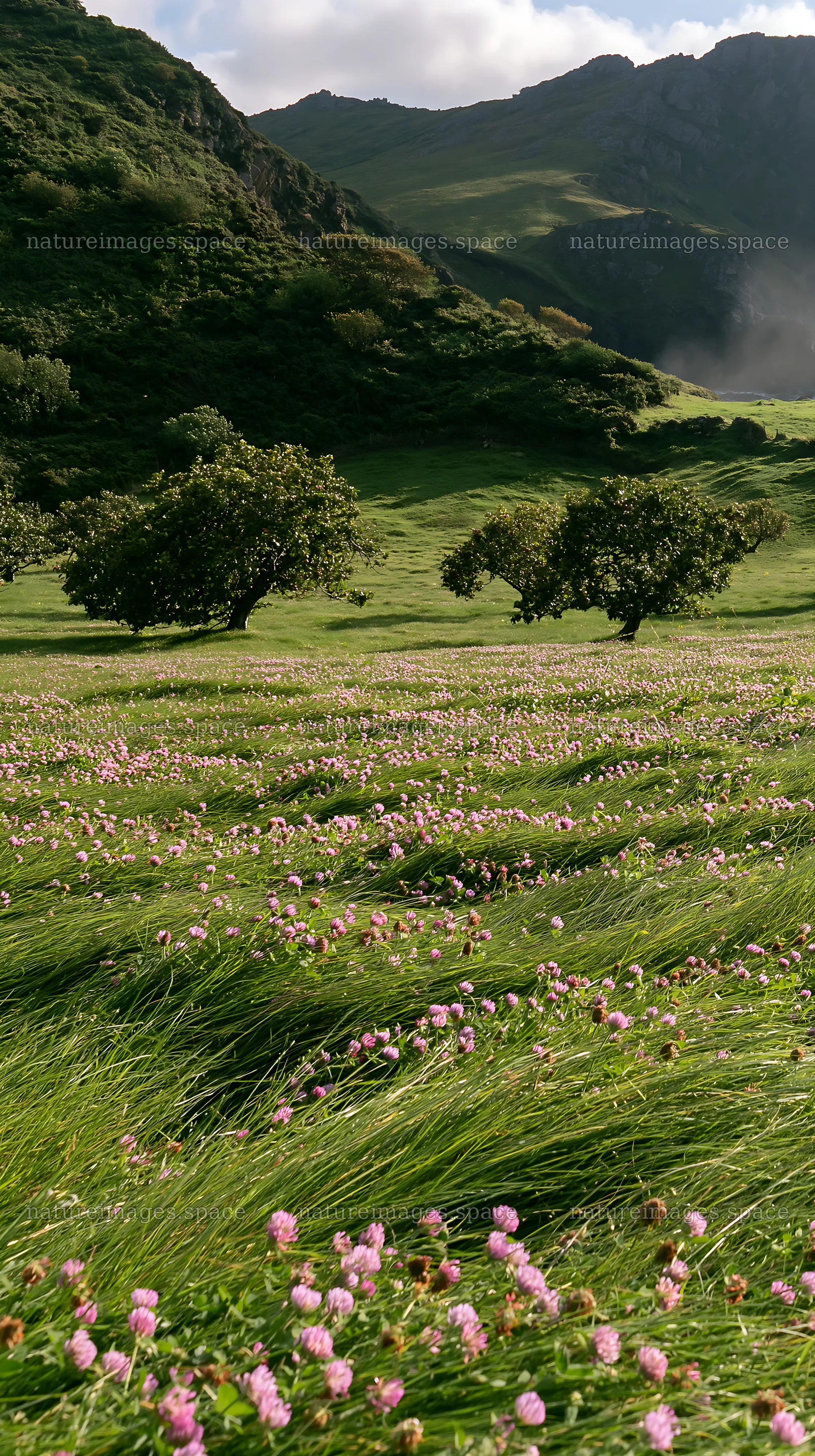 Clover apple meadow with trees and pink flowers in open field – nature images 5938x10608
