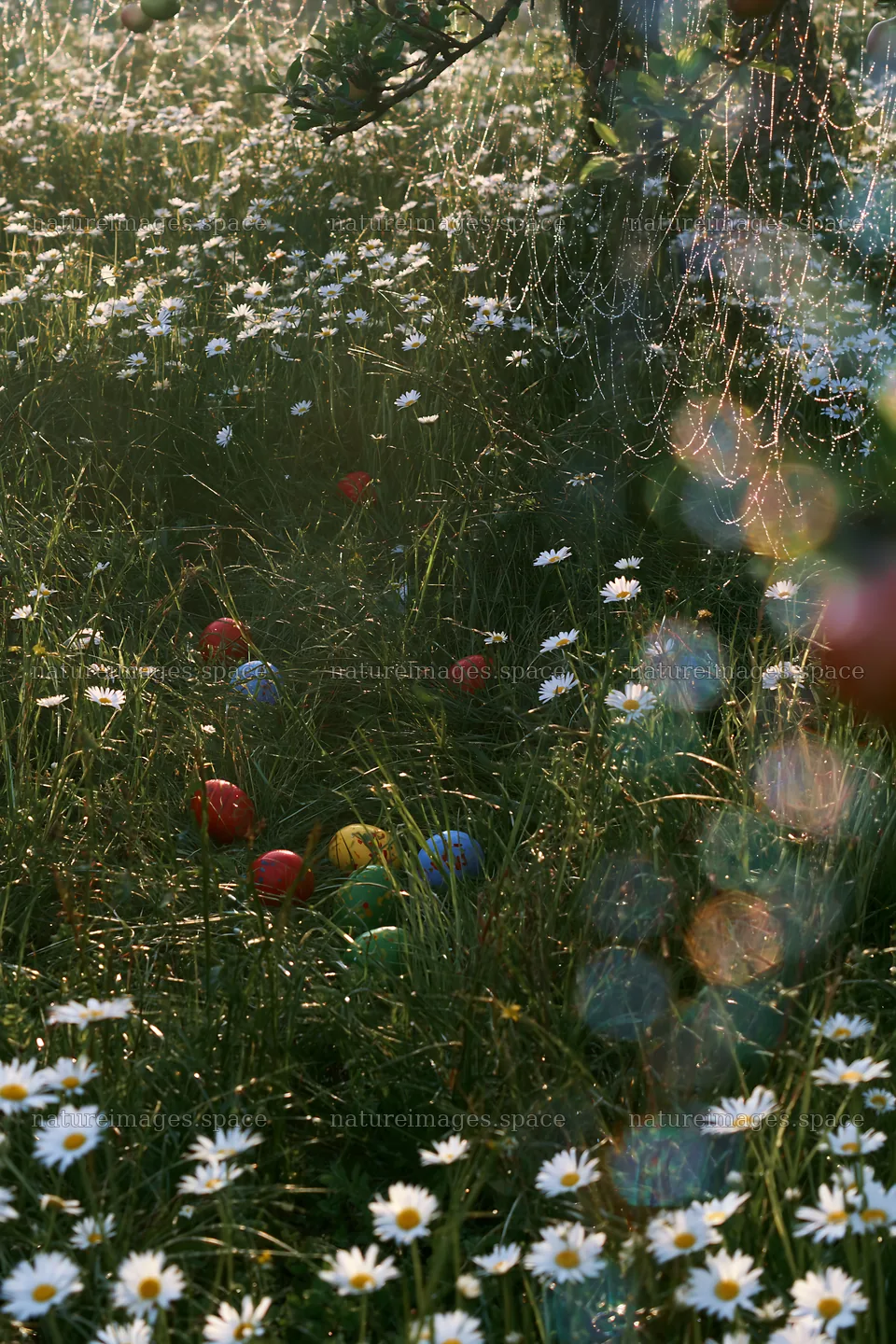 Christmas meadow with apple trees and colored balls in Black Forest – nature images 6480x9722