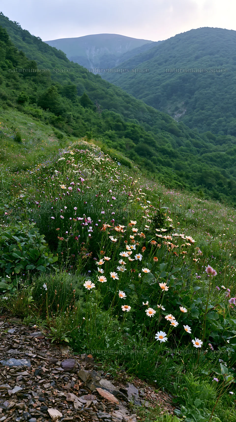 Regenerative meadow with wildflowers in a green landscape – nature images 5938x10608