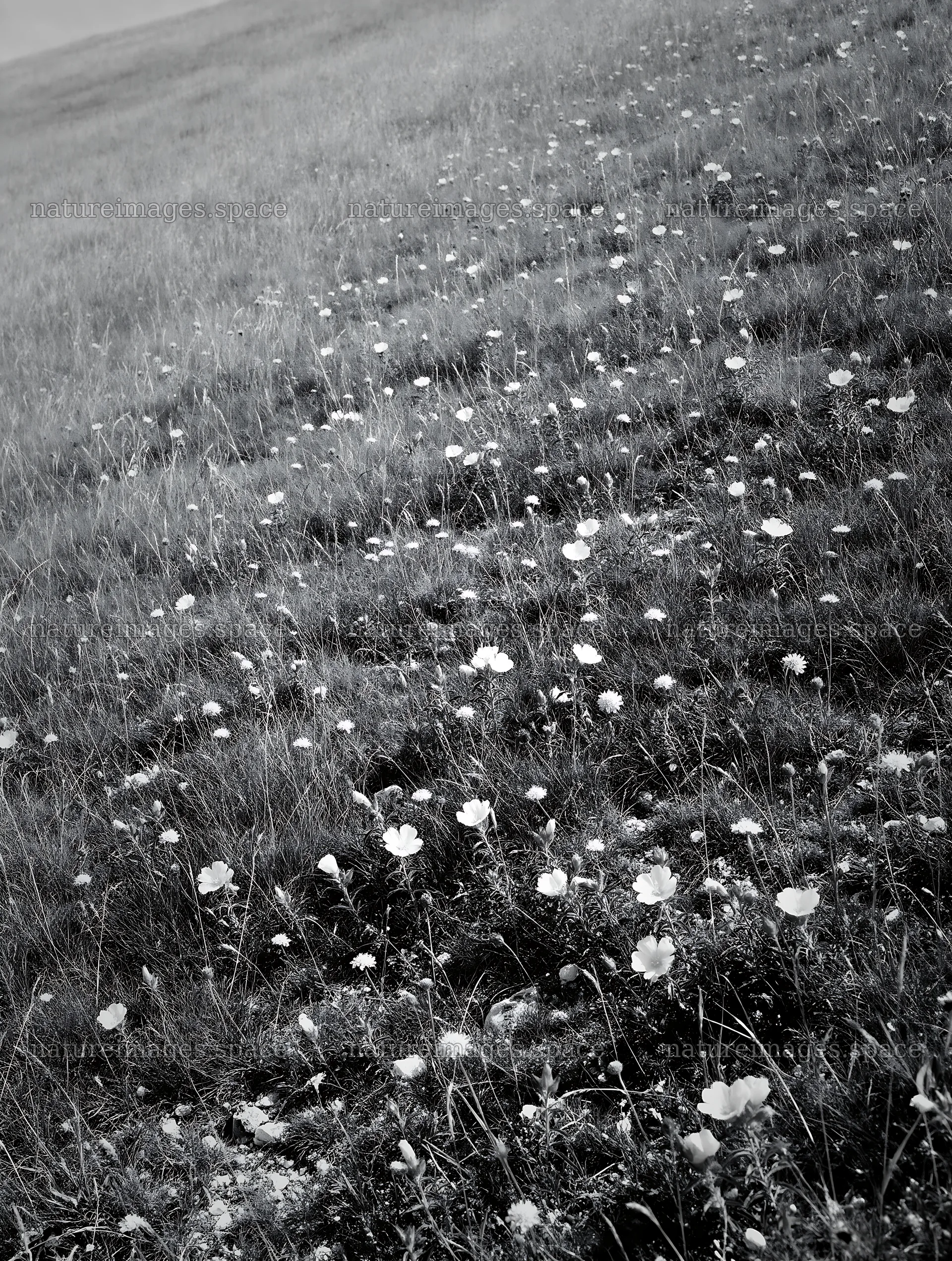 Sunny chalk meadow with flowers and open space – nature images 6898x9134