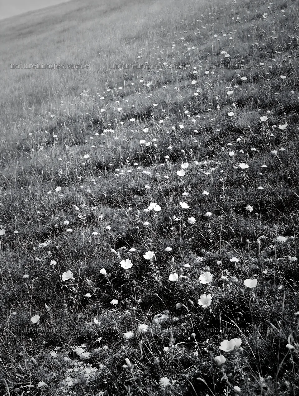 Sunny chalk meadow with flowers and open space – nature images 6898x9134