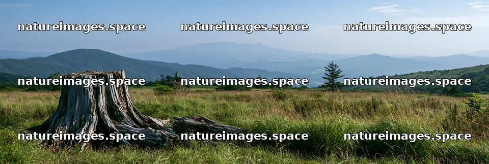 Fukushima native meadow with weathered stump in natural setting – nature images 13690x4602