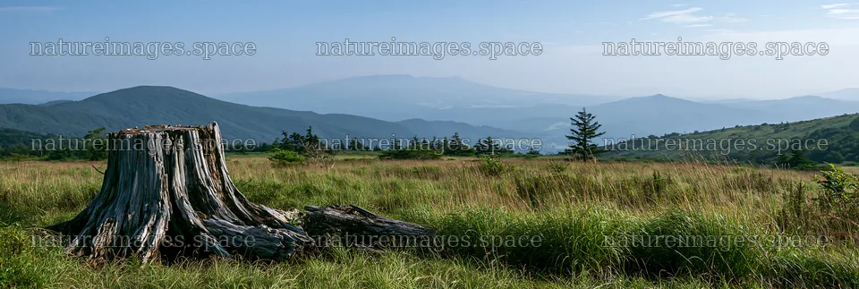 Fukushima native meadow with weathered stump in natural setting – nature images 13690x4602