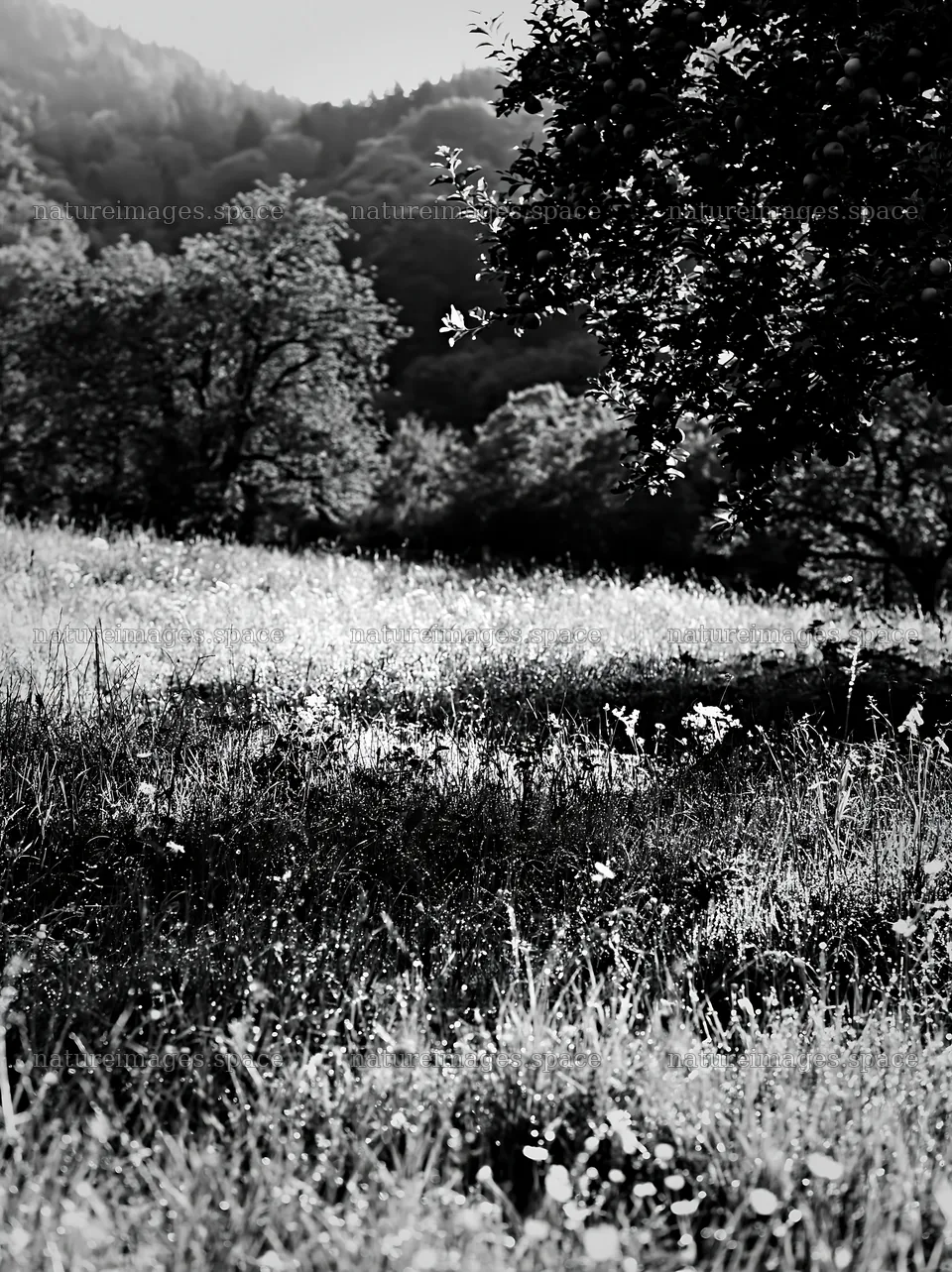 Valley apple meadow with green trees and natural grassland – nature images 6866x9174
