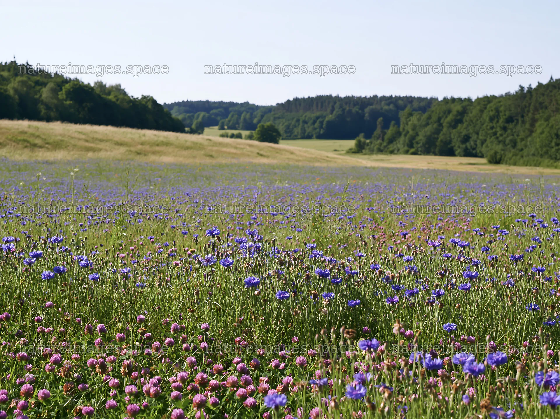 Clover cornflower meadow with flowers and green landscape – nature images 9174x6866