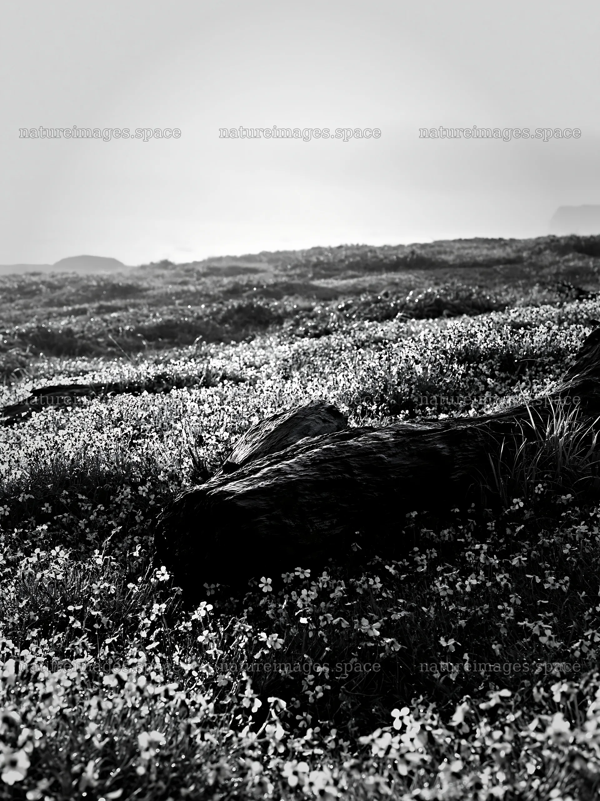 Ishikawa coastal meadow storm washed driftwood on flower field – nature images 6866x9174