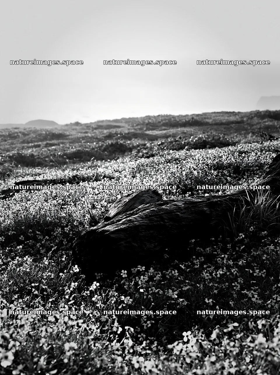 Ishikawa coastal meadow storm washed driftwood on flower field – nature images 6866x9174