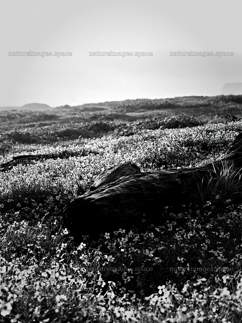 Ishikawa coastal meadow storm washed driftwood on flower field – nature images 6866x9174