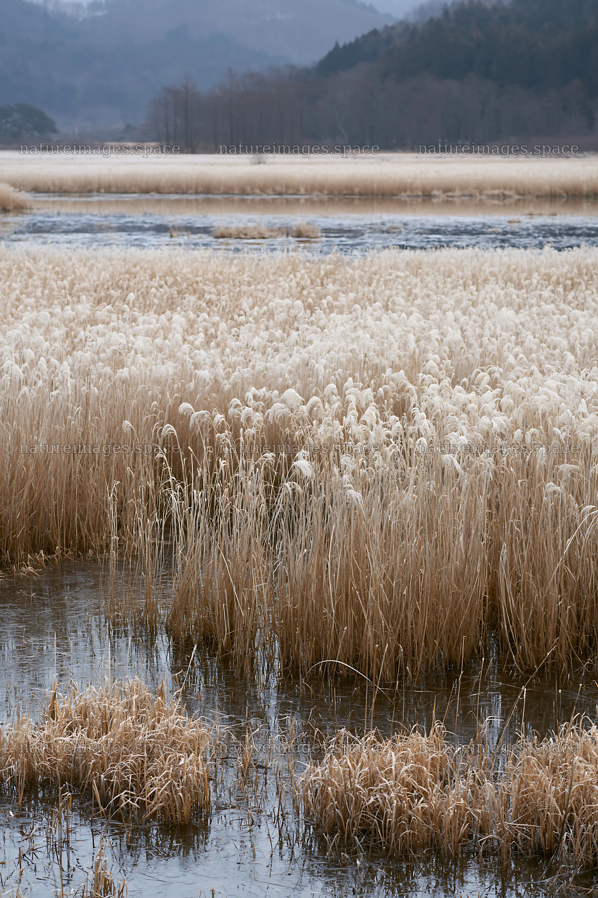 Shiga wetland meadow climate adaptation reeds in natural setting – nature images 6480x9722