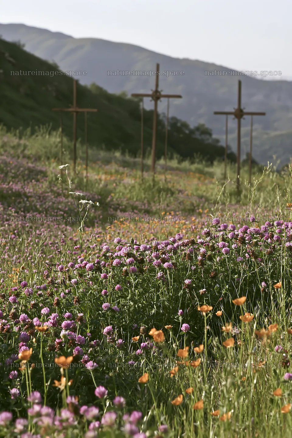 Three iron crosses in an Advent meadow – nature images 6480x9722