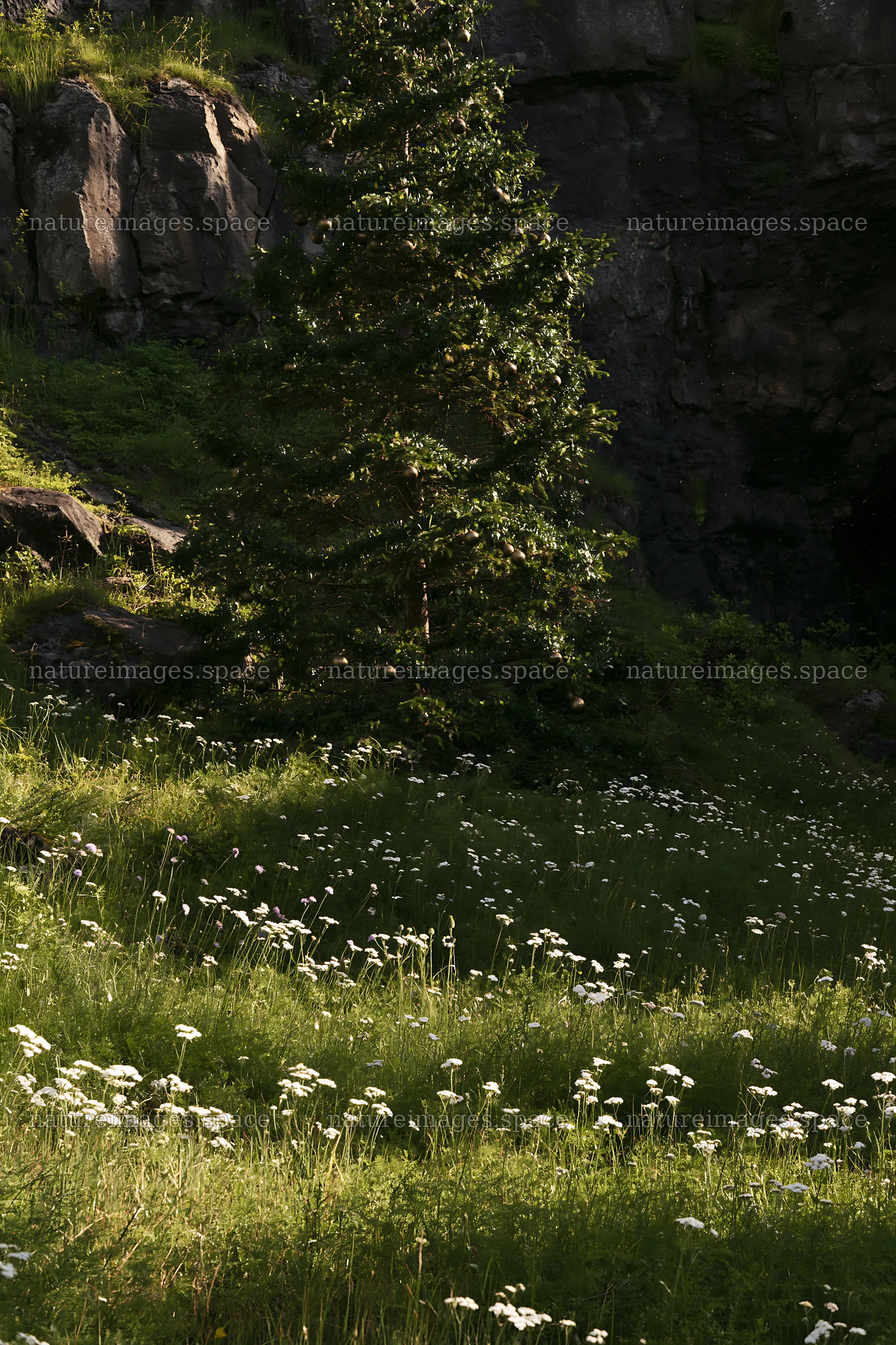 Christmas tree in meadow near cave – nature images 6480x9722