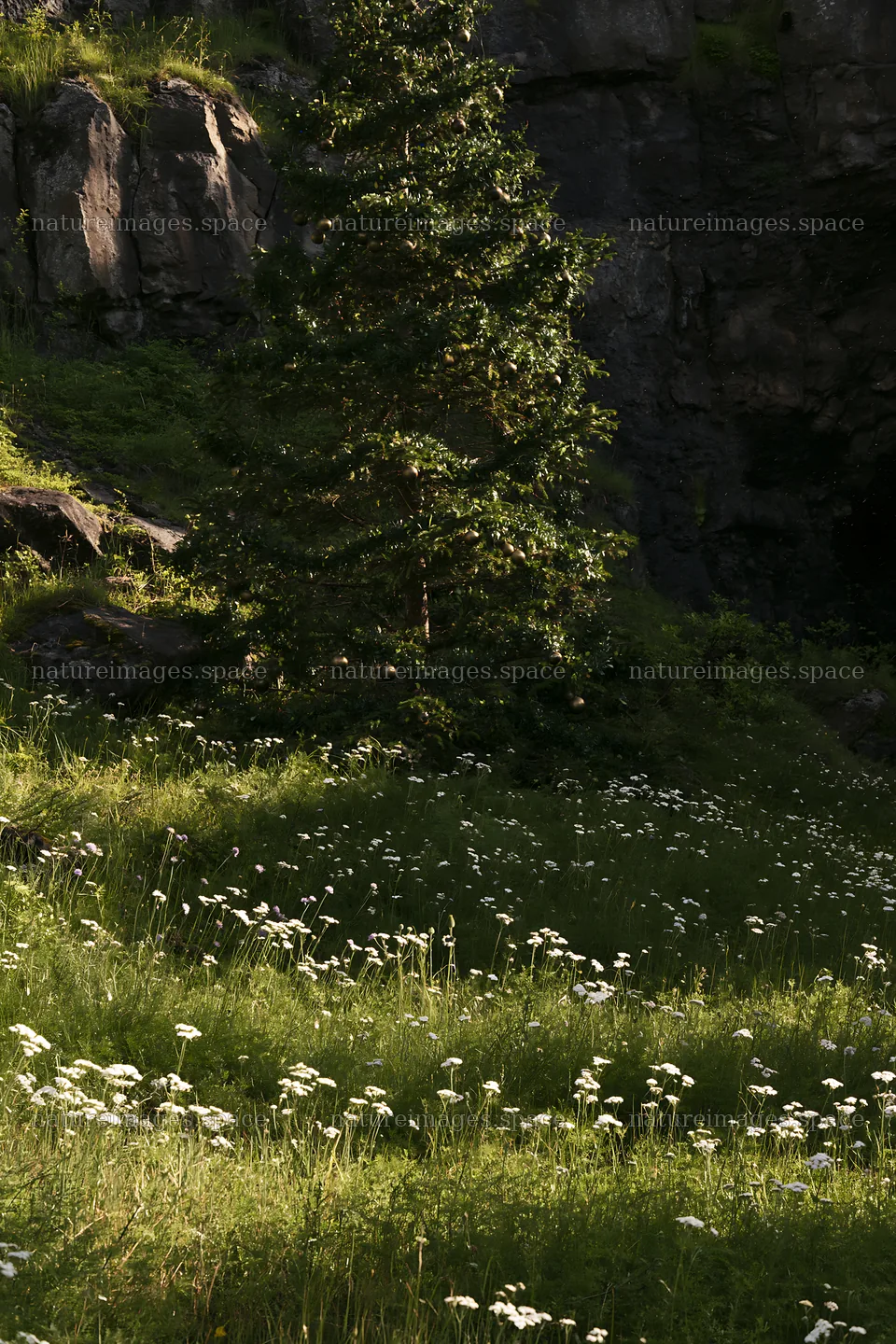 Christmas tree in meadow near cave – nature images 6480x9722