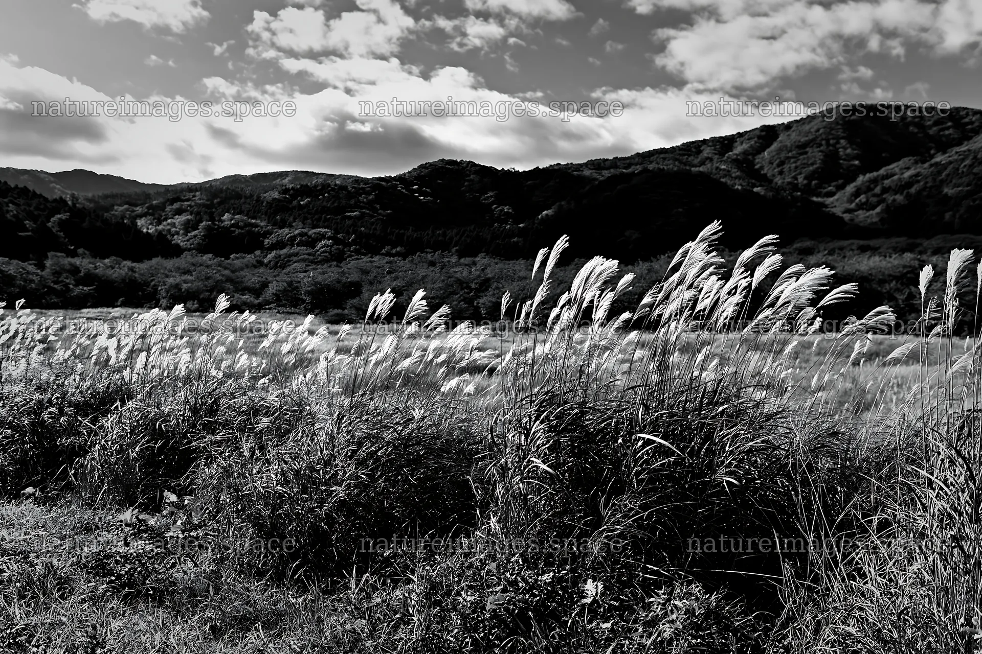 Aichi restored meadow autumn seedheads in the foreground – nature images 9722x6480