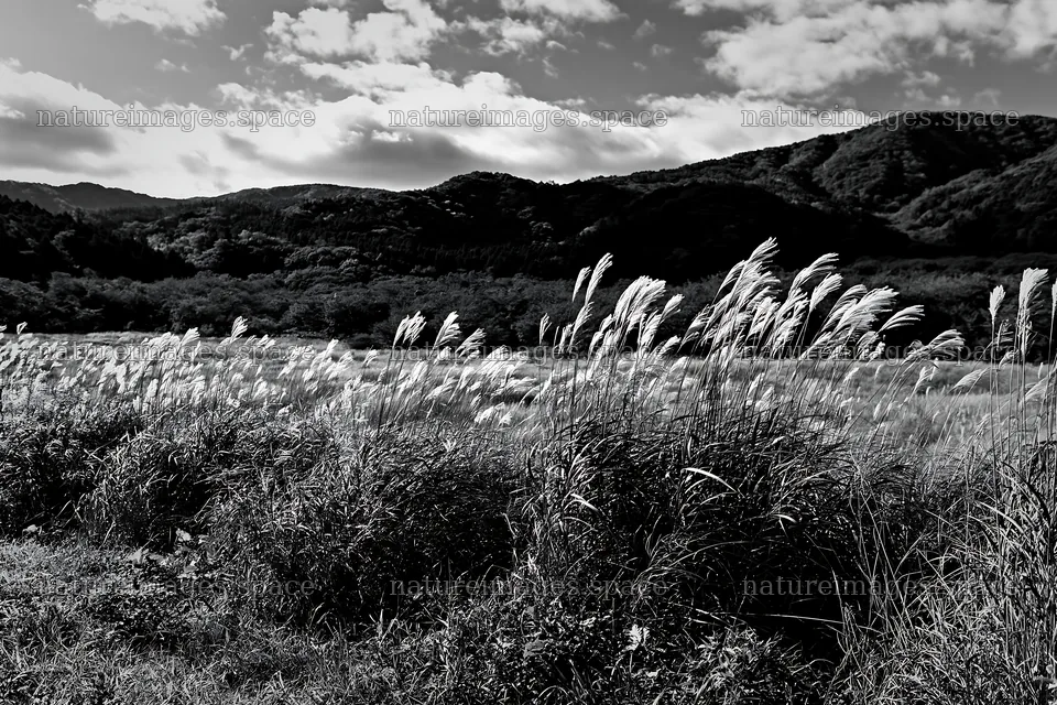 Aichi restored meadow autumn seedheads in the foreground – nature images 9722x6480