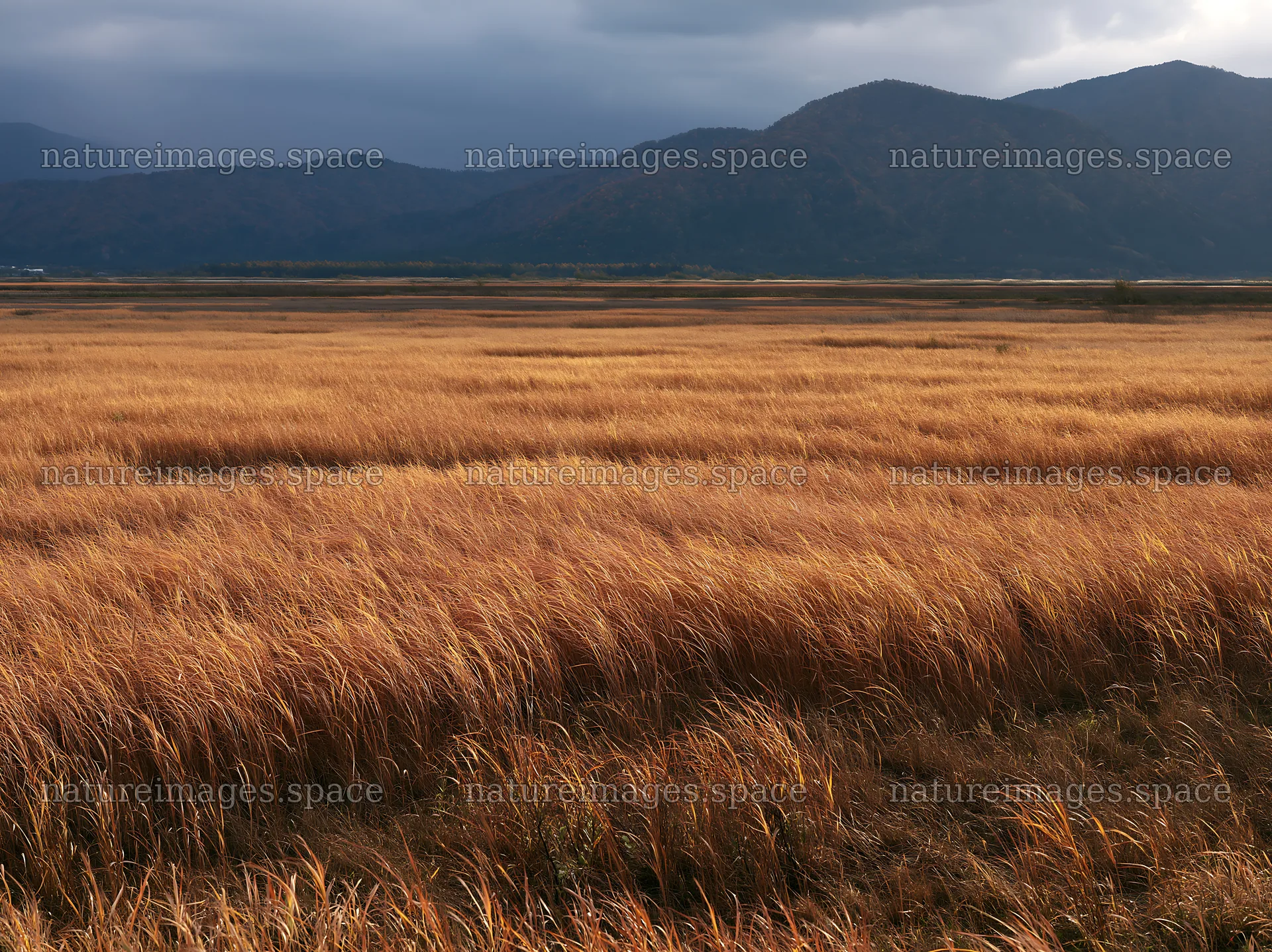 Shiga wetland meadow climate adaptation reeds in golden grasslands – nature images 9174x6866