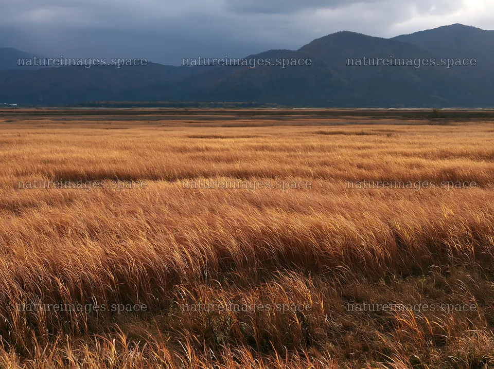 Shiga wetland meadow climate adaptation reeds in golden grasslands – nature images 9174x6866