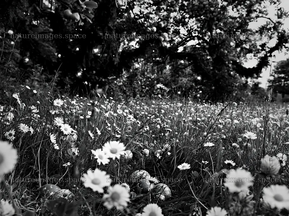 Apple tree meadow with flowers and lanterns in the Lake District – nature images 9174x6866