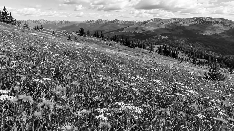 Black and White Mountain Wildflower Meadow – nature images 10324x5812