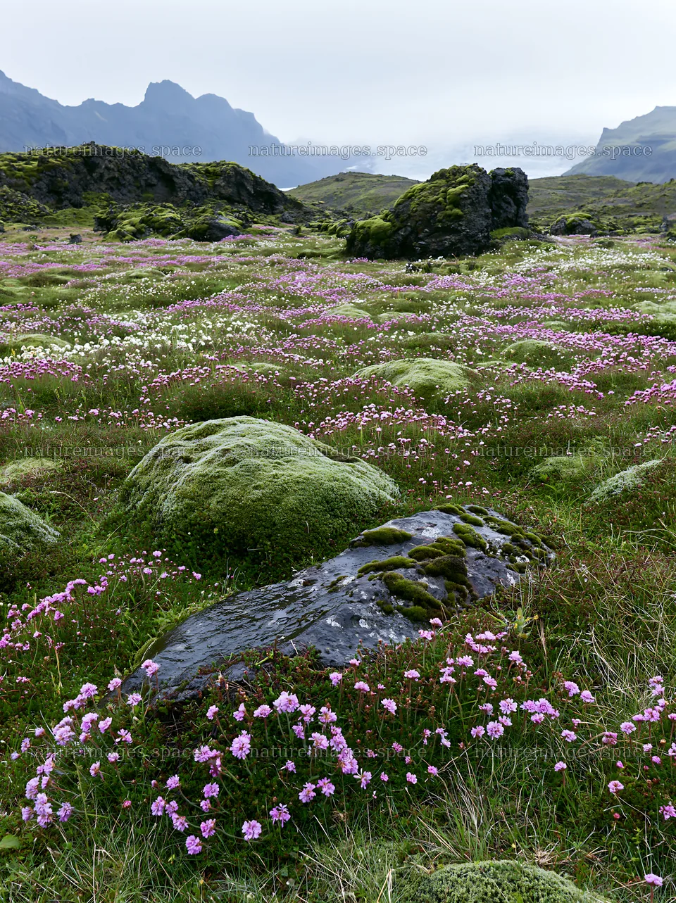 Meadow with boulders and wildflowers in a mountain landscape – nature images 6866x9174