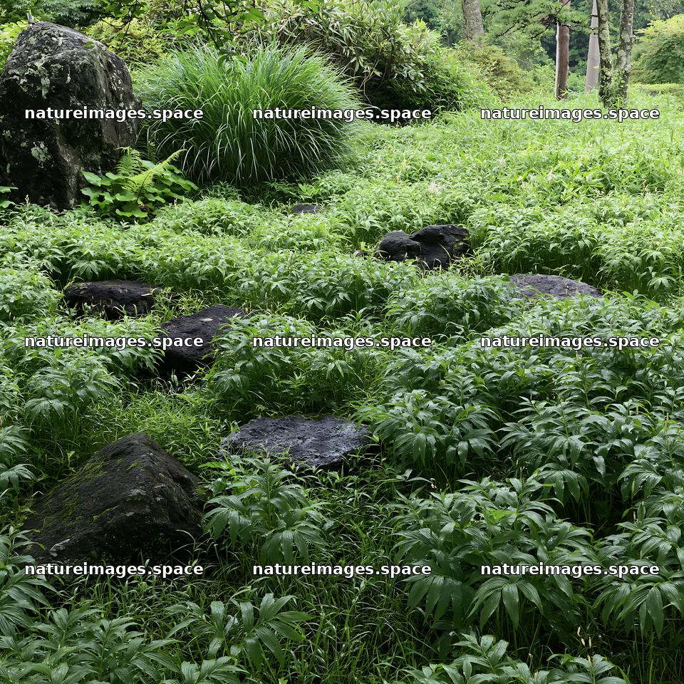 Green grass surrounds dark volcanic stones in a meadow – nature images 7938x7938