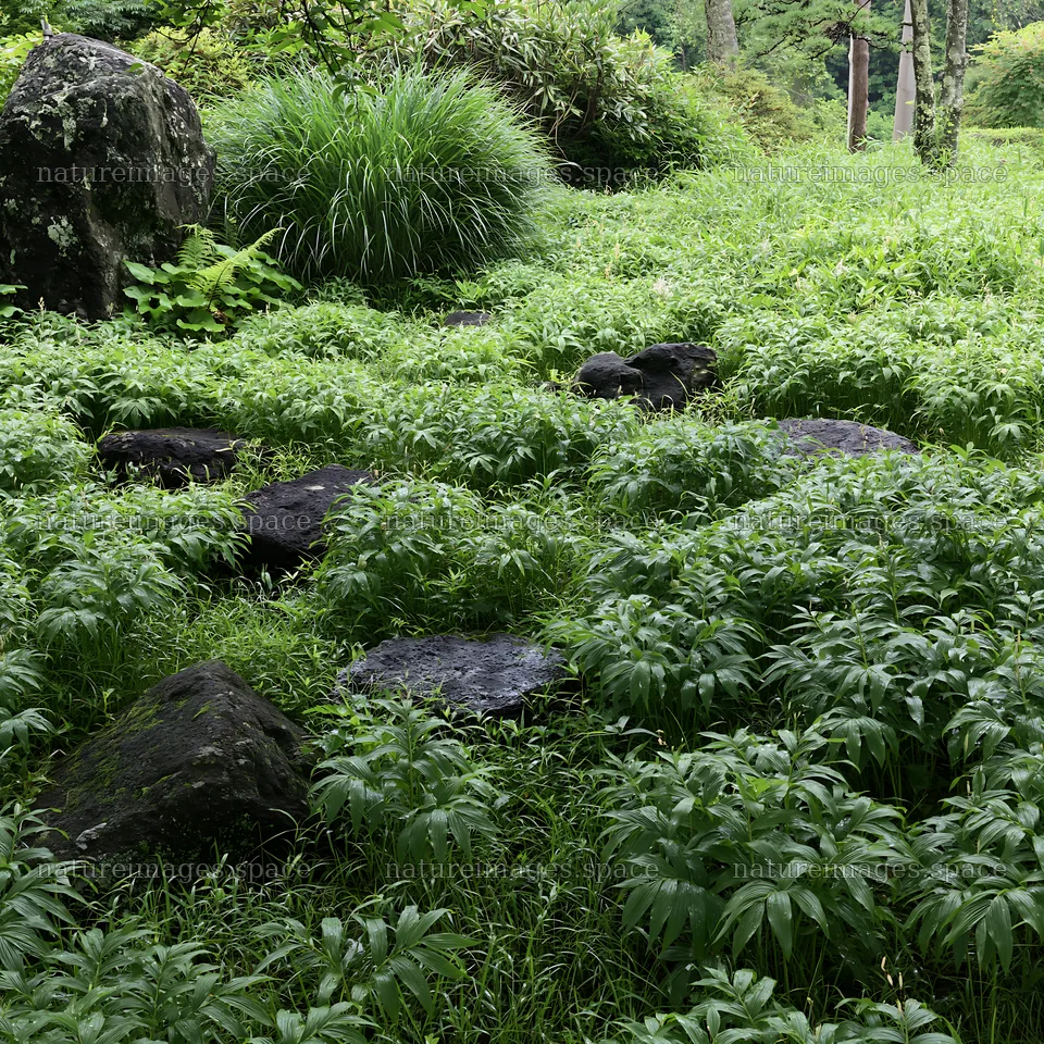Green grass surrounds dark volcanic stones in a meadow – nature images 7938x7938