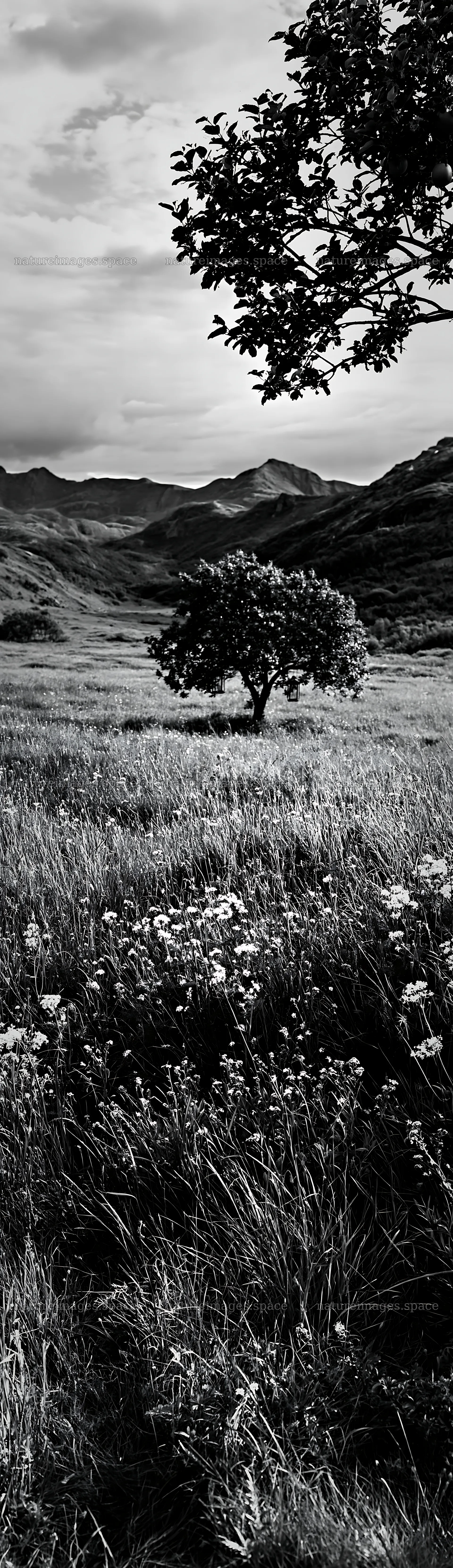 Christmas apple tree in a meadow with lanterns in Lofoten – nature images 4268x14762