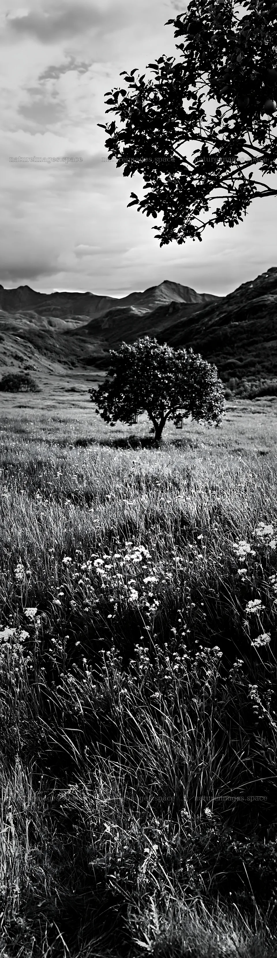 Christmas apple tree in a meadow with lanterns in Lofoten – nature images 4268x14762