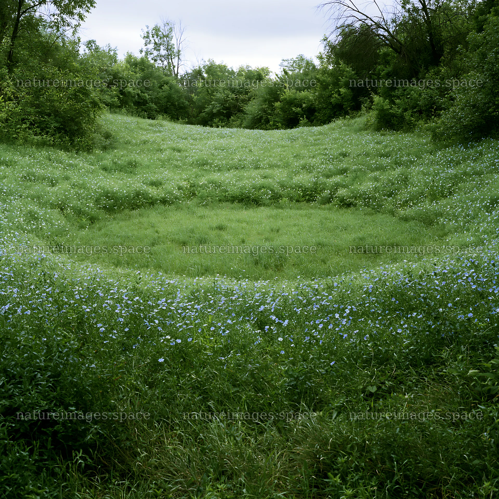 Cloudy foothill meadow with wildflowers and long grass – nature images 7938x7938