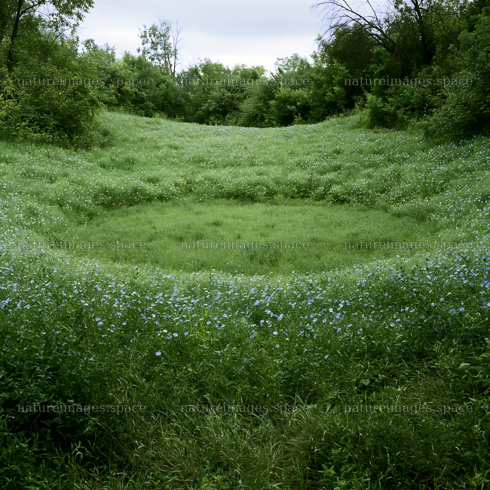 Cloudy foothill meadow with wildflowers and long grass – nature images 7938x7938