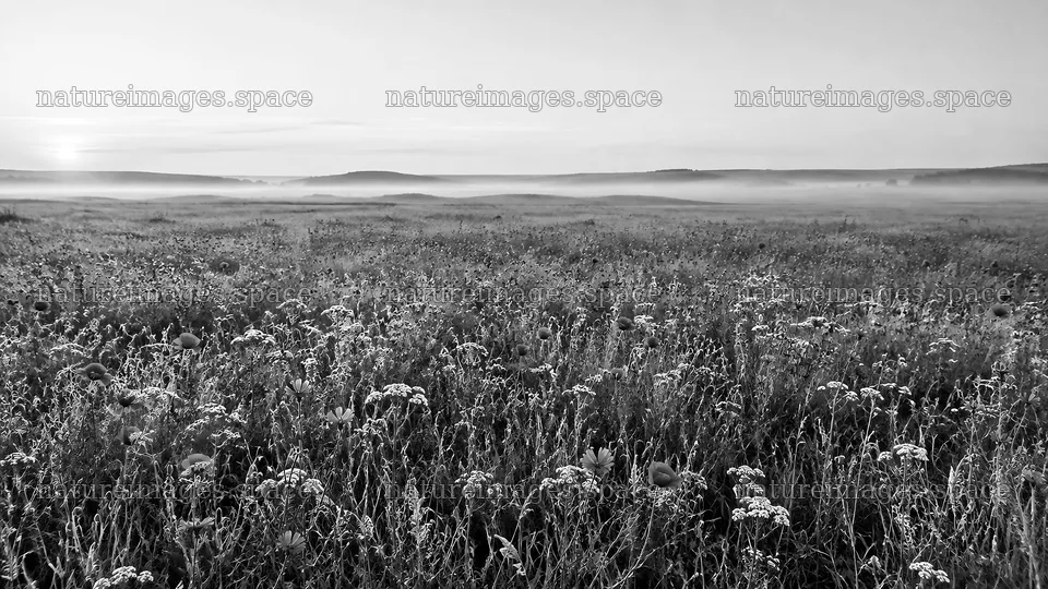 Wildflower Meadow in Morning Mist, Black and White – nature images 10324x5812
