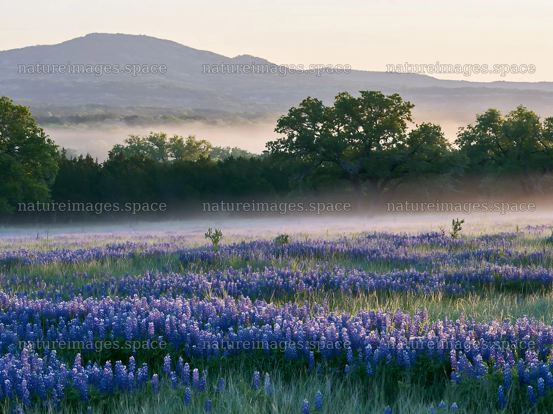 Bluebonnet meadow sunrise with mist over the landscape – nature images 9174x6866