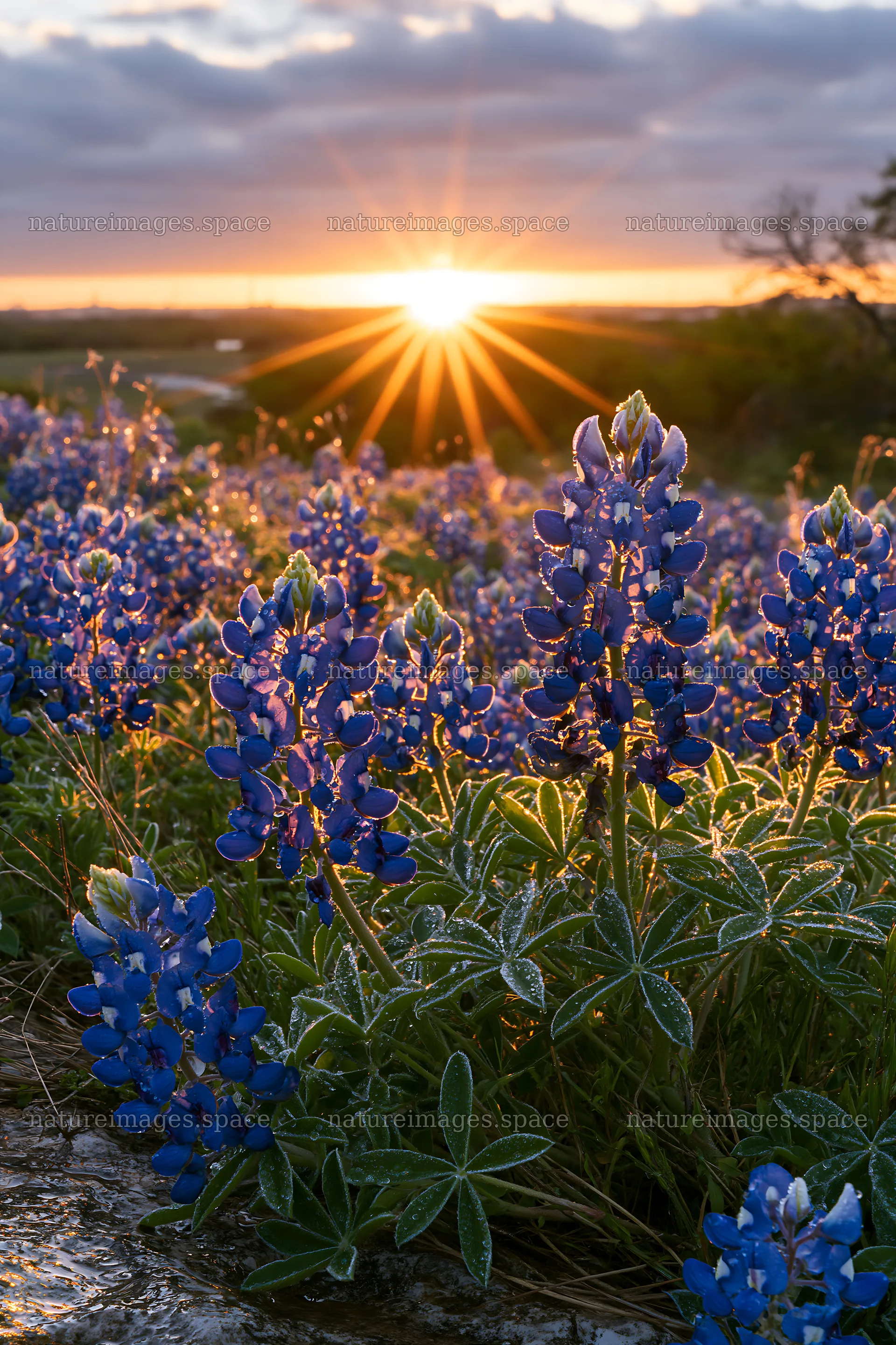 Bluebonnet meadow at sunrise in Texas – nature images 6480x9722