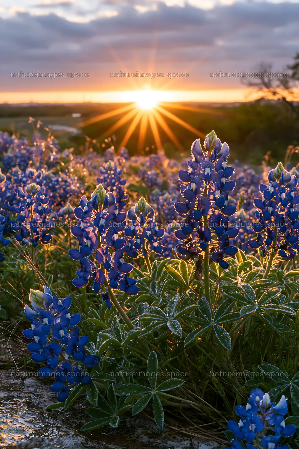 Bluebonnet meadow at sunrise in Texas – nature images 6480x9722