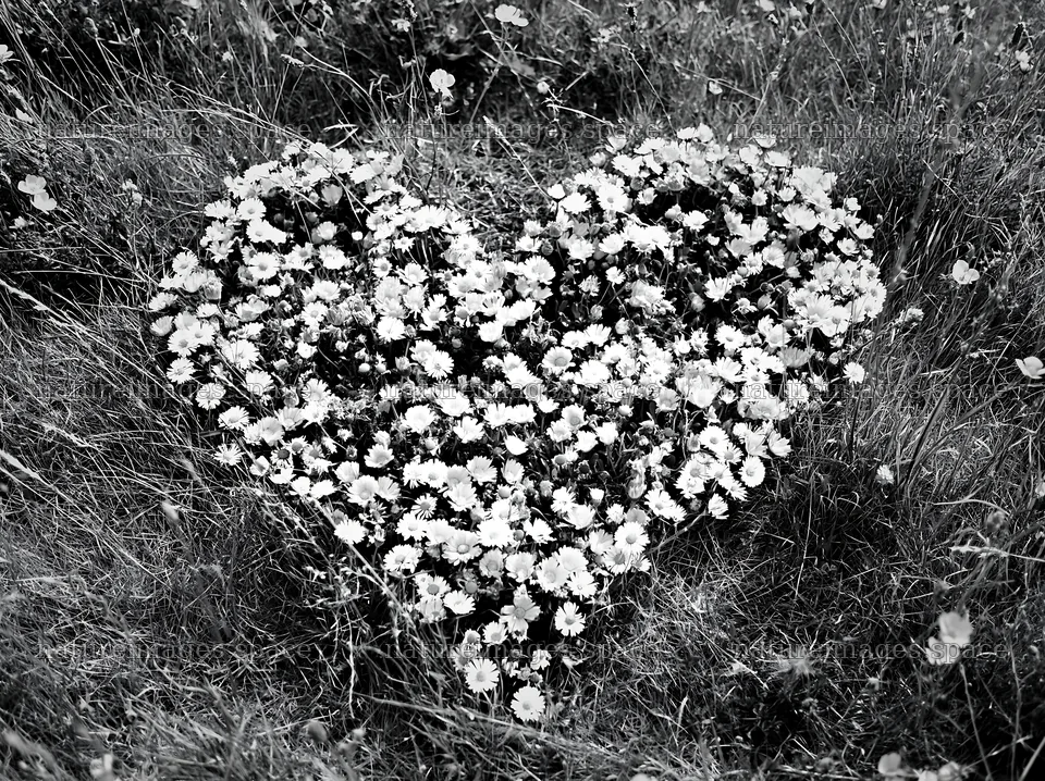 Heart shape made of flowers in meadow during daytime – nature images 9174x6866