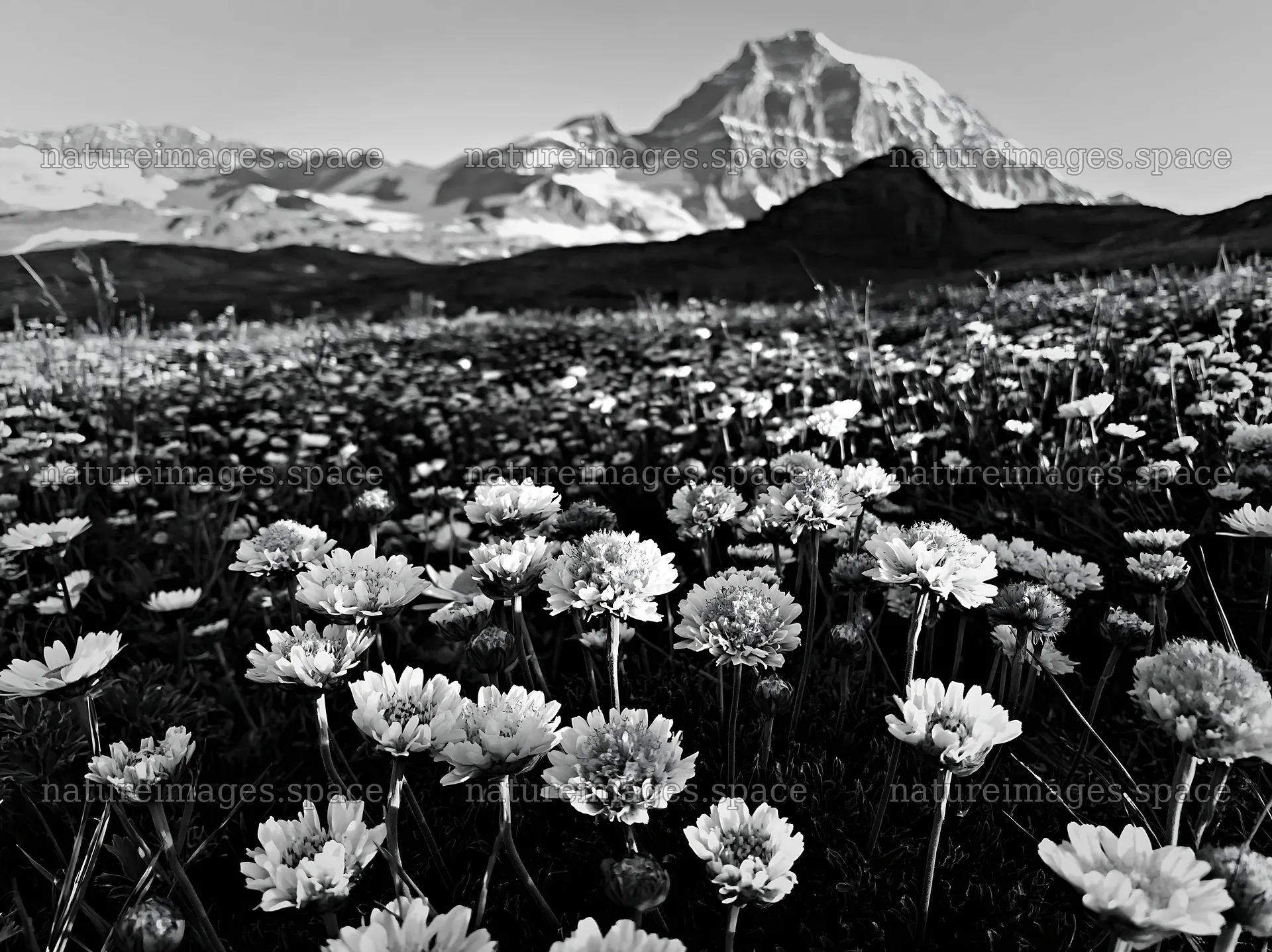 Matterhorn alpine wildflower meadow with blooming flowers – nature images 9174x6866
